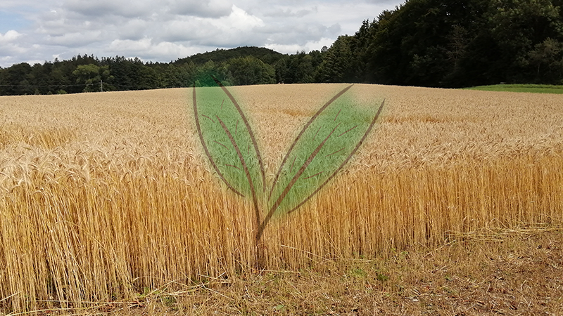 Bild03_800x600_Guelleoptimierung