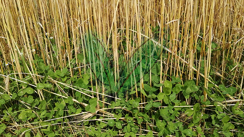 Bild04_800x600_Guelleoptimierung